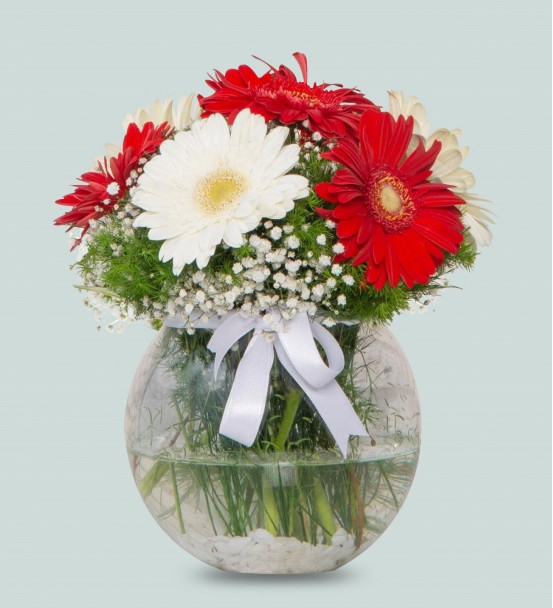 vazoda gerbera